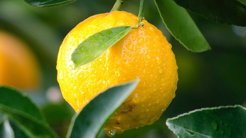 新药临床试验分期：从实验室到药房的四道关卡